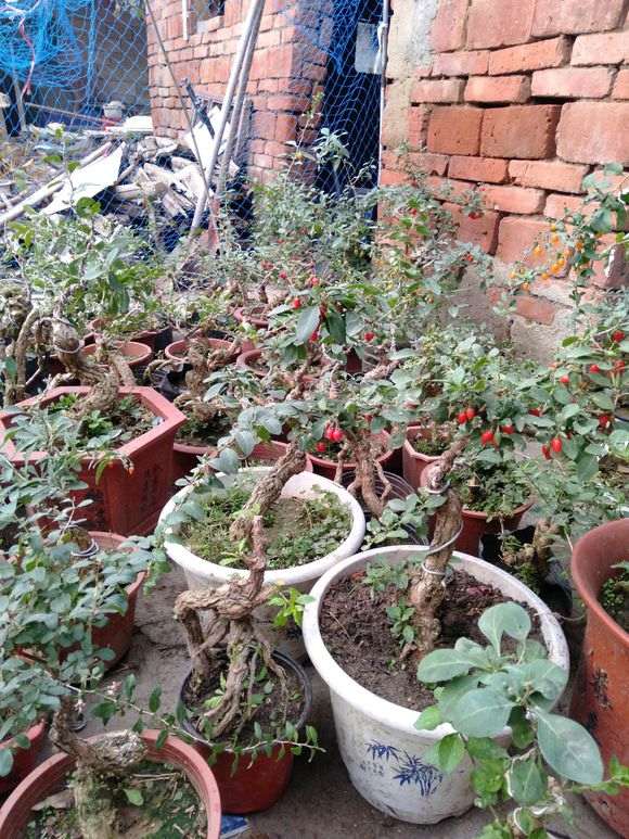 枸杞下山桩的果子都被老鼠吃了 怎么办