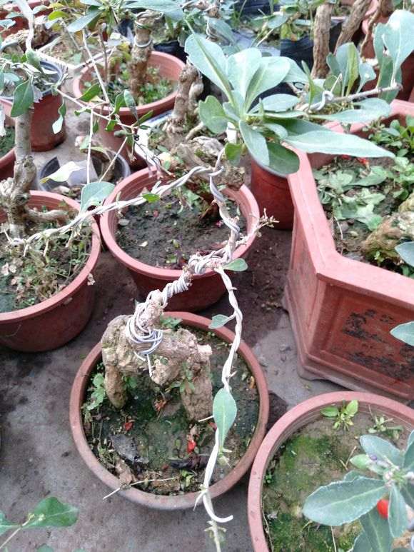 枸杞下山桩的果子都被老鼠吃了 怎么办