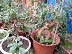 枸杞下山桩的果子都被老鼠吃了 怎么办