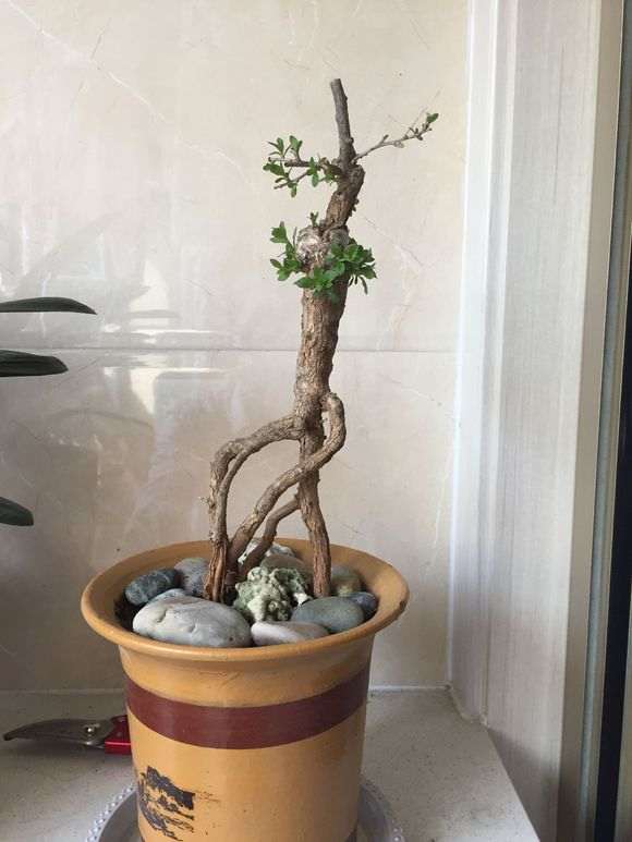枸杞下山桩怎么分公母的方法 图片
