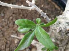 枸杞下山桩子树叶上有小黑点 怎么办