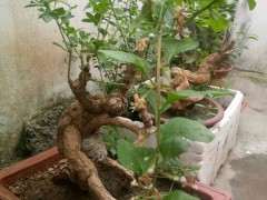 为什么枸杞下山桩多花 但挂不住果 图片