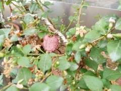 为什么黄枸杞下山桩现在都还没有挂果