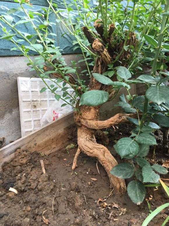 为什么枸杞下山桩枝条长了 要移栽到盆里