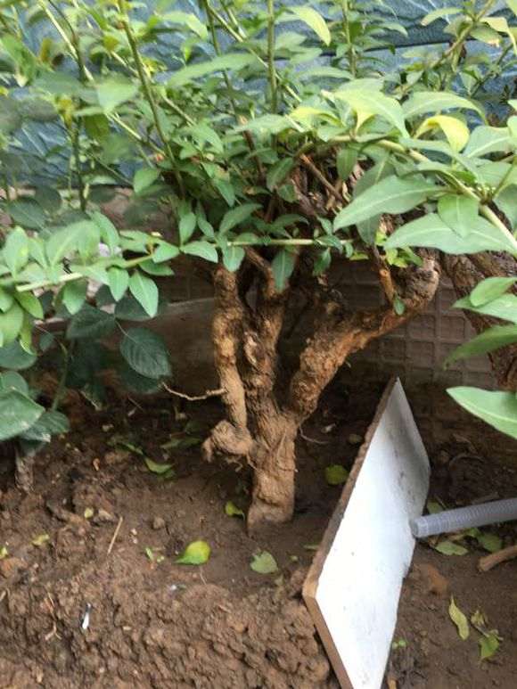 为什么枸杞下山桩枝条长了 要移栽到盆里