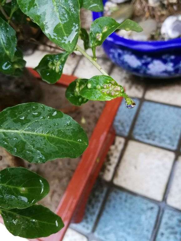 枸杞下山桩叶面上有虫子 怎么办 图片