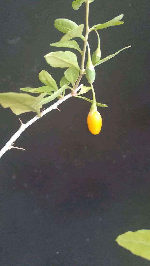 为什么黄枸杞下山桩夏眠前要修剪 图片