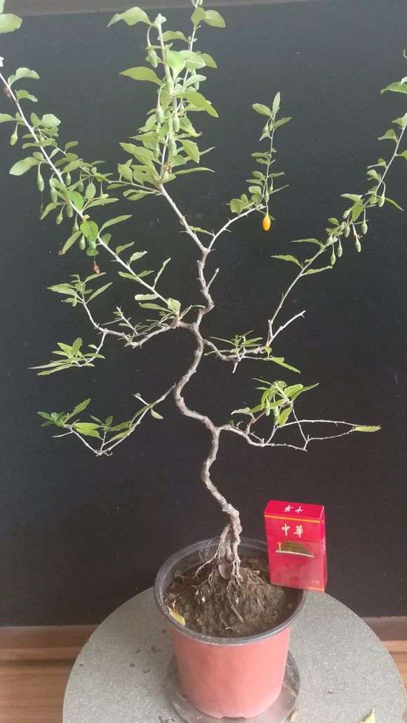 为什么黄枸杞下山桩夏眠前要修剪 图片