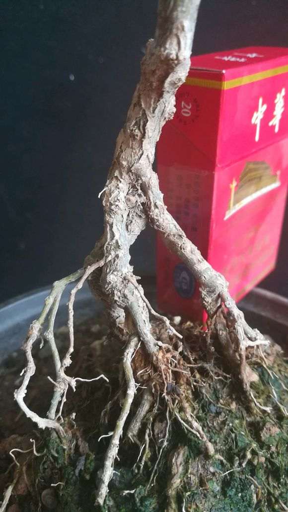 为什么黄枸杞下山桩夏眠前要修剪 图片