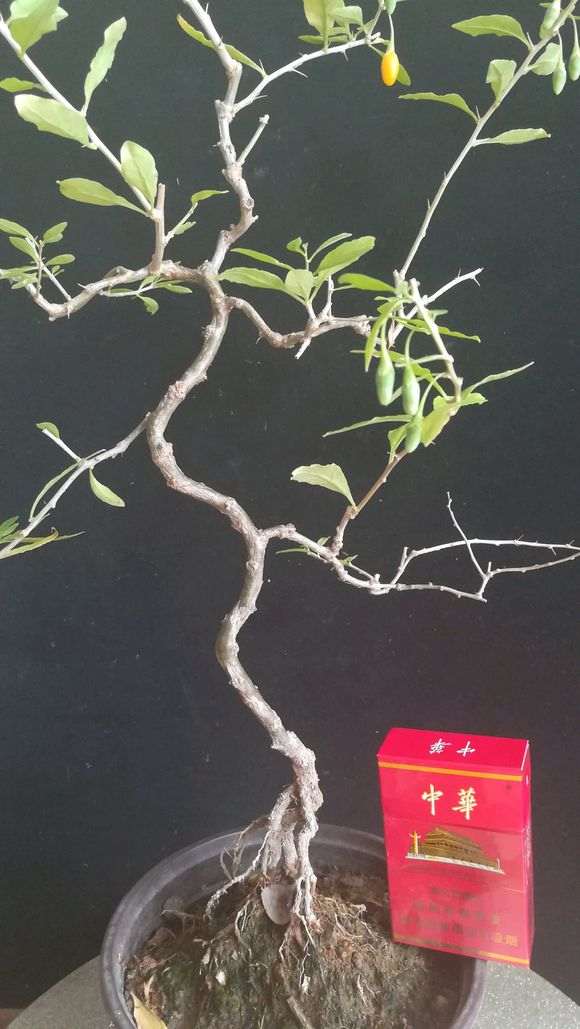 为什么黄枸杞下山桩夏眠前要修剪 图片