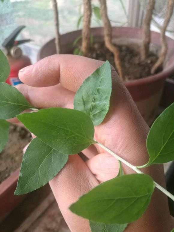 枸杞下山桩这是什么病 有小虫子 图片