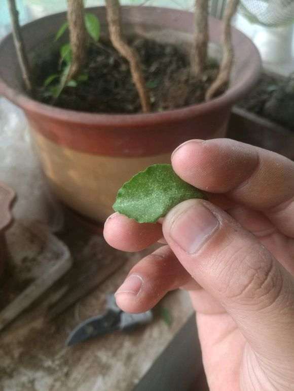 枸杞下山桩这是什么病 有小虫子 图片