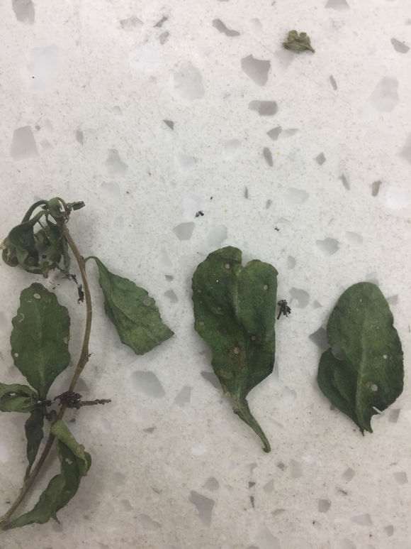 为什么枸杞下山桩叶子上有洞洞 图片