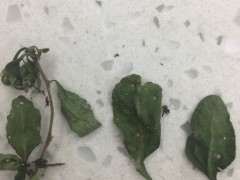 为什么枸杞下山桩叶子上有洞洞 图片