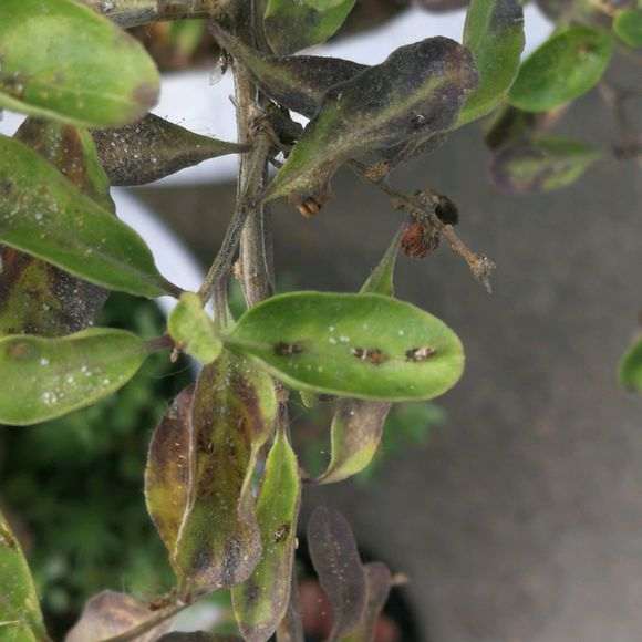 为什么枸杞下山桩上长虫子 图片