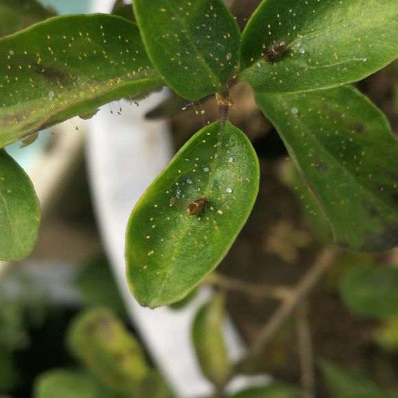 为什么枸杞下山桩上长虫子 图片