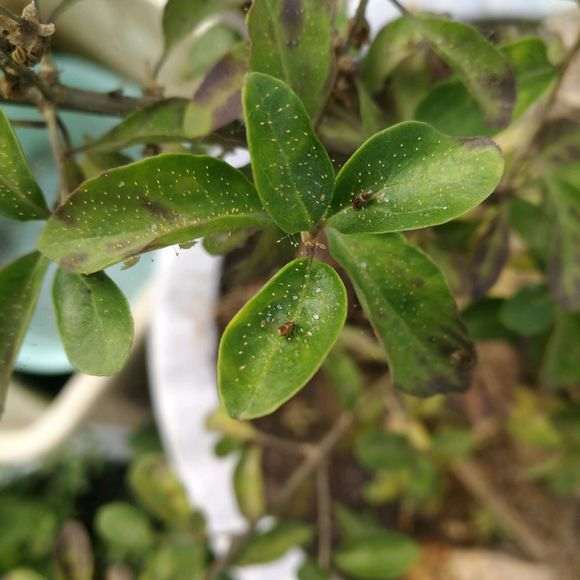 为什么枸杞下山桩上长虫子 图片