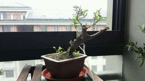 为什么枸杞下山桩长了樱螨 叶子都被吃了