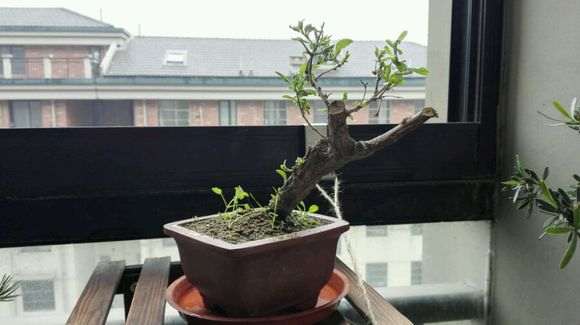 为什么枸杞下山桩长了樱螨 叶子都被吃了