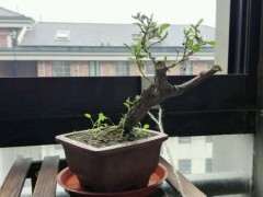 为什么枸杞下山桩长了樱螨 叶子都被吃了