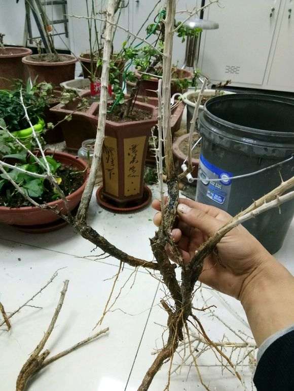 为什么黑枸杞下山桩的刺真多 图片