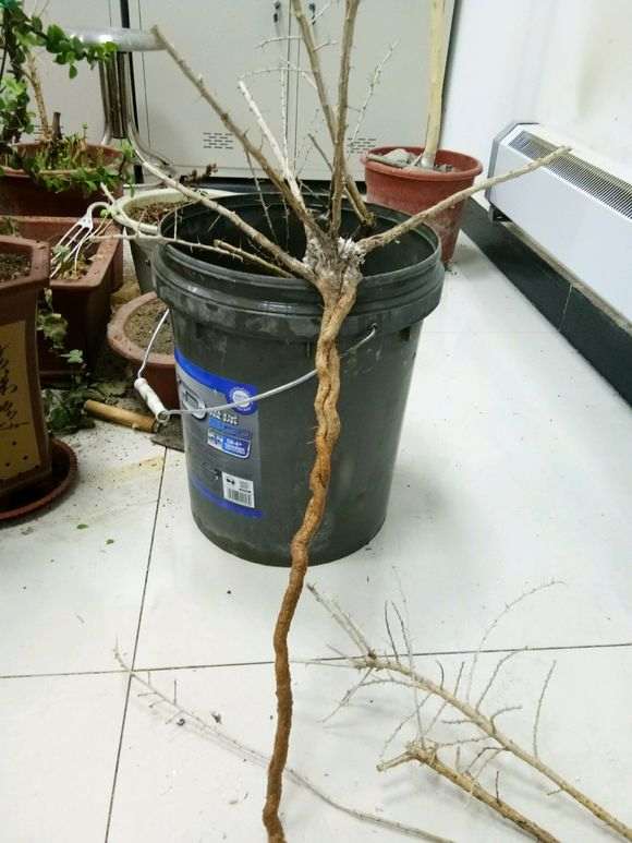 为什么黑枸杞下山桩的刺真多 图片