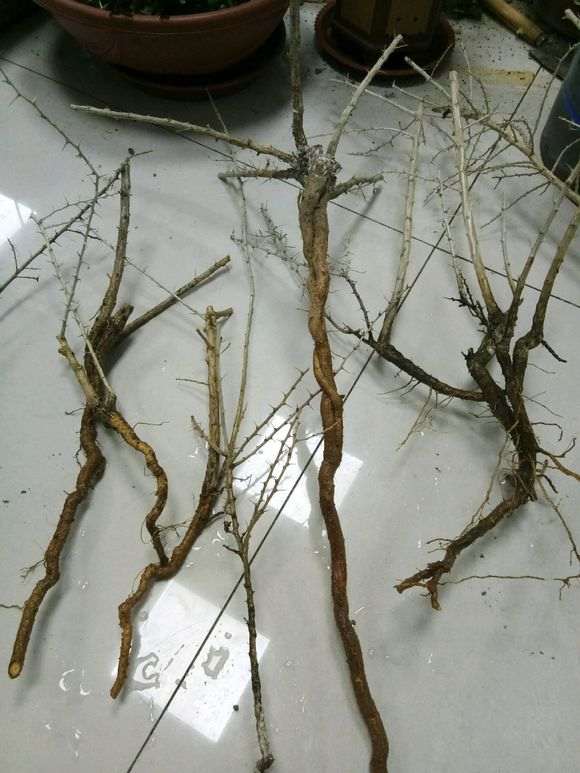 为什么黑枸杞下山桩的刺真多 图片