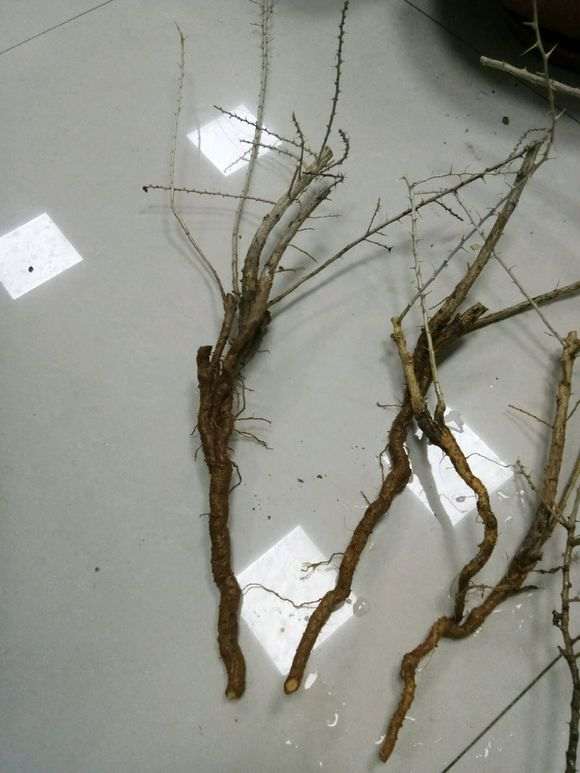 为什么黑枸杞下山桩的刺真多 图片