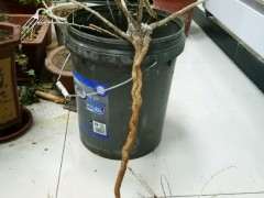 为什么黑枸杞下山桩的刺真多 图片