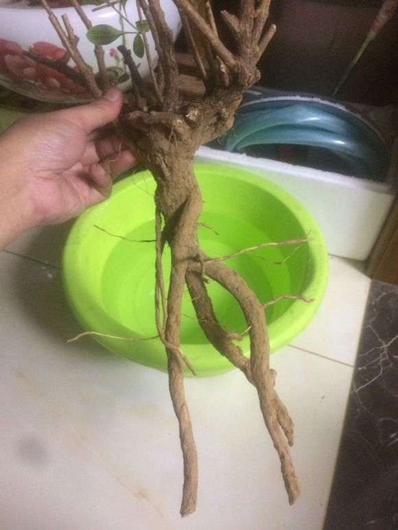 枸杞下山桩适合做附石盆景吗 图片