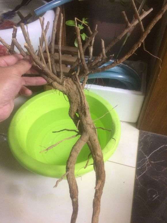 枸杞下山桩适合做附石盆景吗 图片