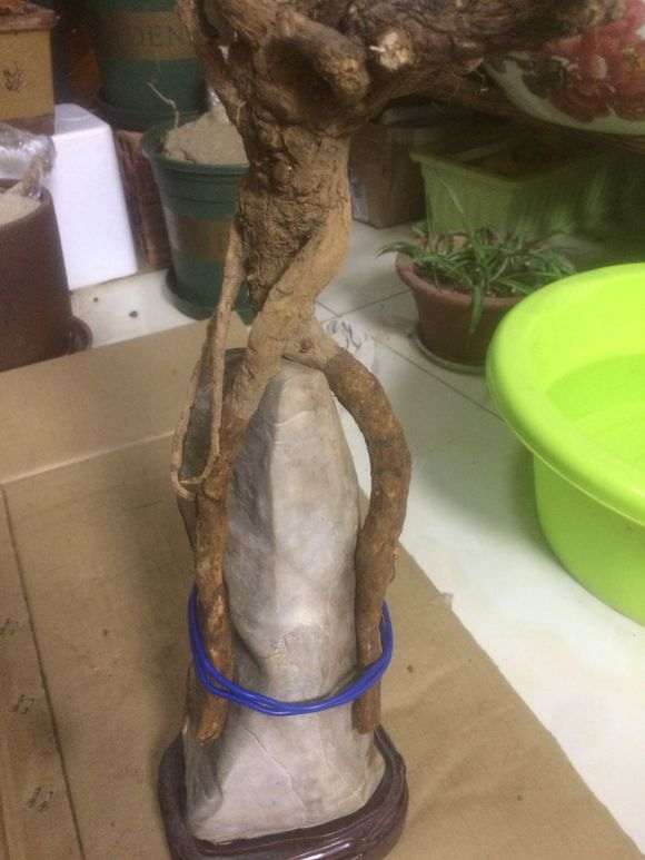 枸杞下山桩适合做附石盆景吗 图片