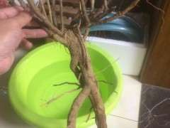 枸杞下山桩适合做附石盆景吗 图片