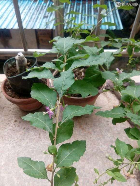 枸杞下山桩长虫 求怎么解救的办法