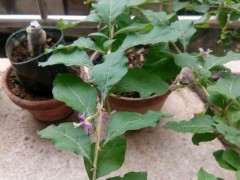 枸杞下山桩长虫 求怎么解救的办法