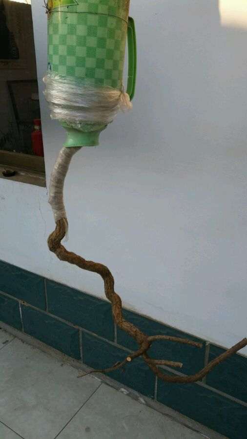 刚栽了个悬崖枸杞下山桩 怎么样 图片