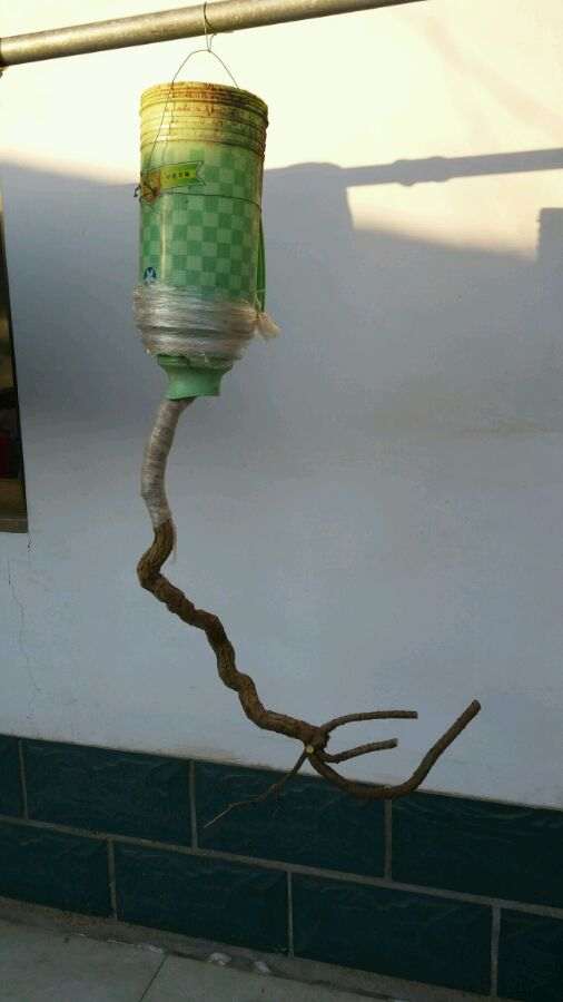 刚栽了个悬崖枸杞下山桩 怎么样 图片