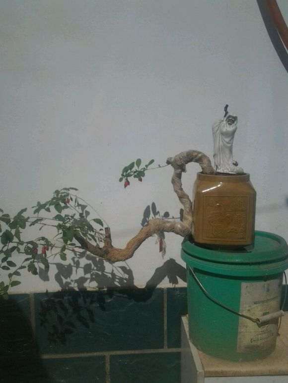 刚栽了个悬崖枸杞下山桩 怎么样 图片