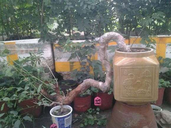 刚栽了个悬崖枸杞下山桩 怎么样 图片