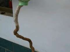 刚栽了个悬崖枸杞下山桩 可以吗 图片