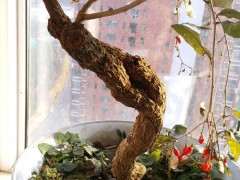 枸杞现在摘叶是怎么回事 怎么办 图片