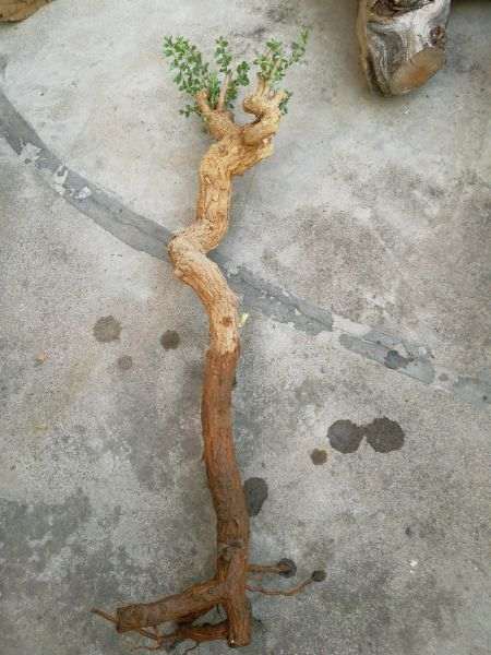 枸杞下山桩两个月了还没长根 怎么办