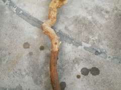 枸杞下山桩两个月了还没长根 怎么办