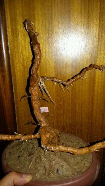 倒栽枸杞下山桩怎么长根子了 图片
