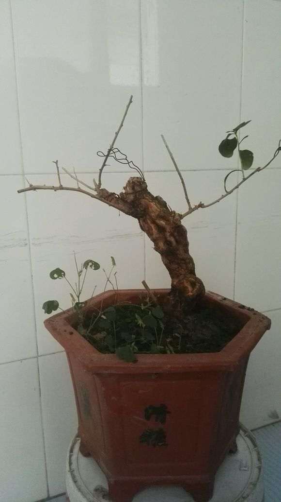 枸杞下山桩枝条弱 不知施什么肥好