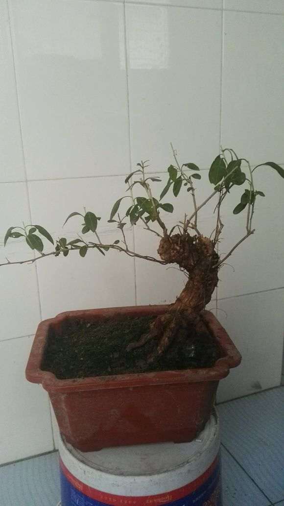 枸杞下山桩枝条弱 不知施什么肥好