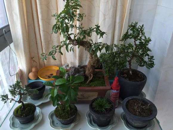 枸杞下山桩不夏眠有害处吗 图片