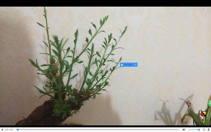 枸杞下山桩缺光就会柳叶了吗 图片