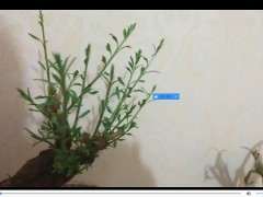 枸杞下山桩缺光就会柳叶了吗 图片