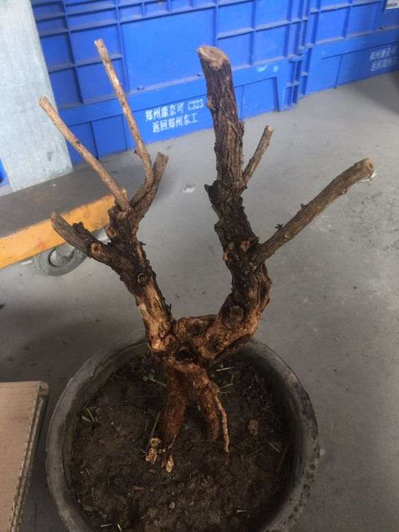 枸杞下山桩发芽后干了 怎么办 图片